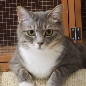 Meet your Posher, Feng